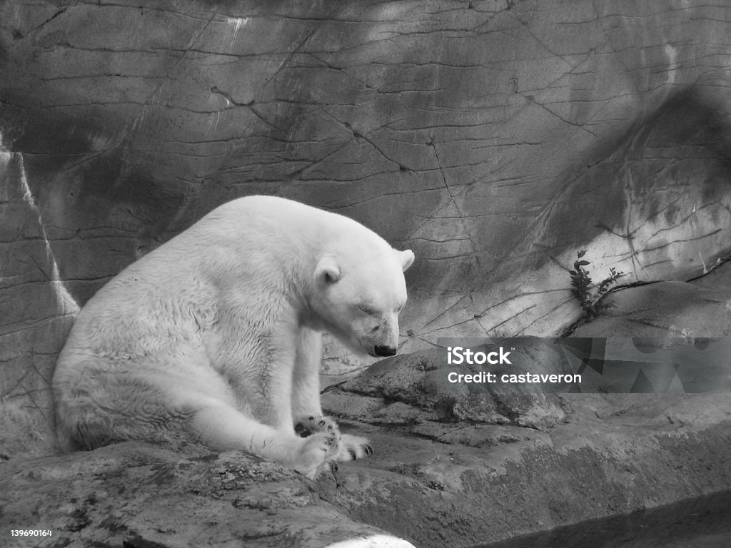 Urso Polar (preto & branco - Royalty-free Jardim Zoológico Foto de stock