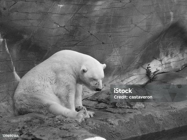 Urso Polar Preto Branco - Fotografias de stock e mais imagens de Jardim Zoológico - Jardim Zoológico, Winnipeg, Animal Cativo