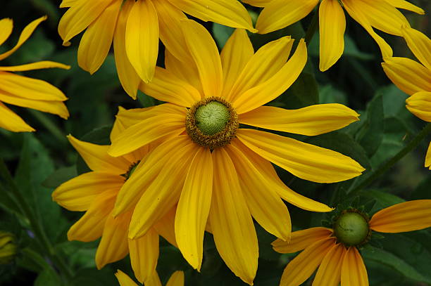 Yellow Sunset Coneflower stock photo