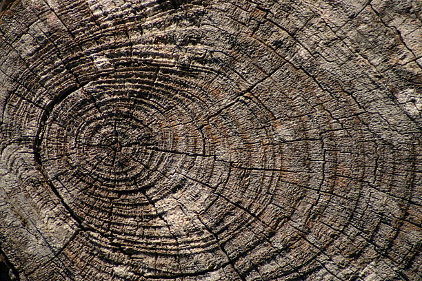 Growth rings stock photo