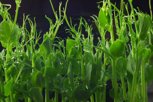 istock Microgreen of green pea close up 1396903545