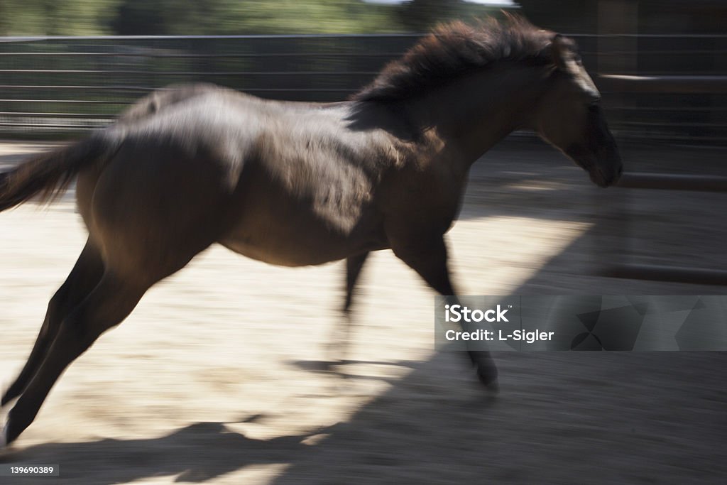 horse #3 A horse in full speed.  A panning shot. Activity Stock Photo