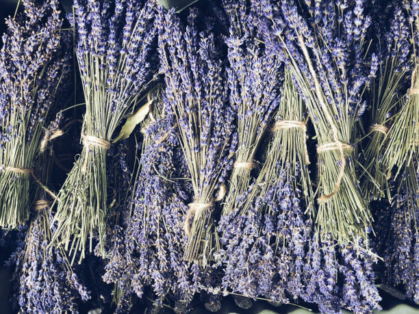 Dry Lavender bunches selling outdoor stock photo
