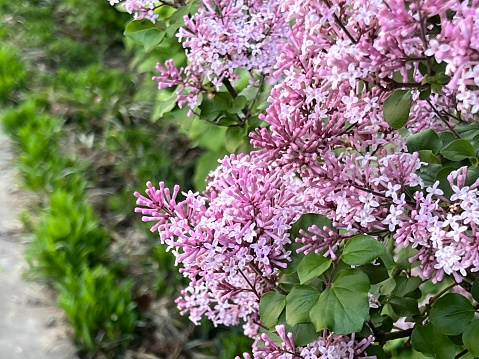 Lilac bush in Spring