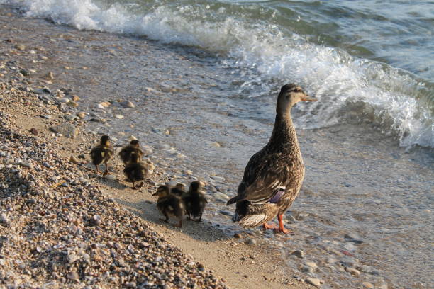 istock duck with a flock of little ducklings 1396905098