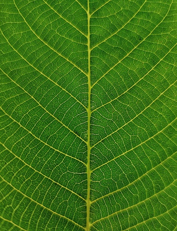 Leaf details , Leaf Path, Leaf Macro