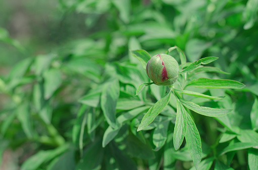 Unopened peony bud in the home garden