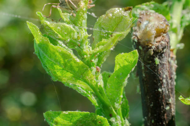 istock Aphids on a young branch of a tree. Tree diseases, horticulture 1396905480