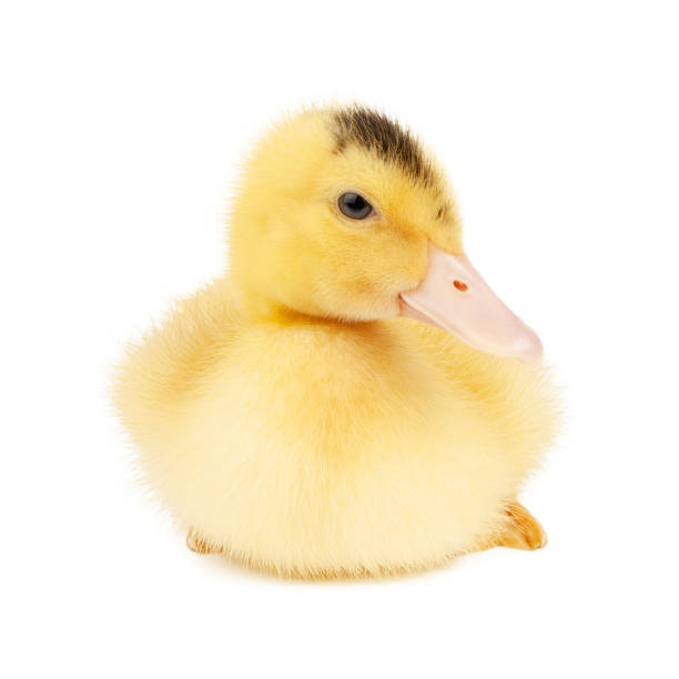 istock Sitting cute mulard duckling cut put on white background, close-up. 1396905823