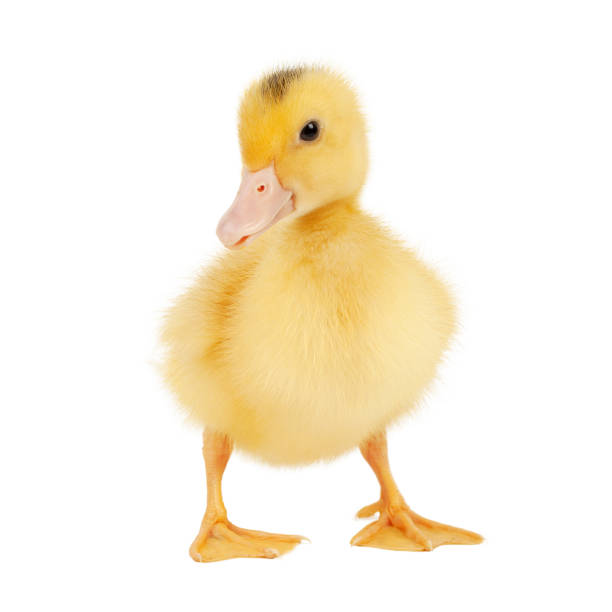 istock Newborn cute mulard duckling isolated on white background, studio photo. 1396905827