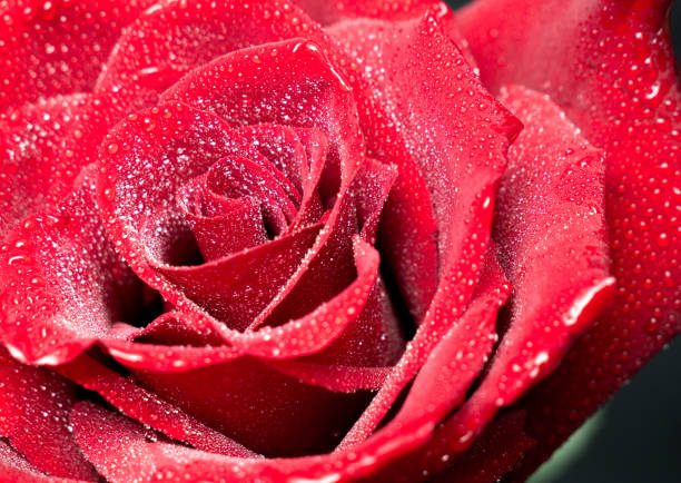 istock Red rose in drops close up 1396906034