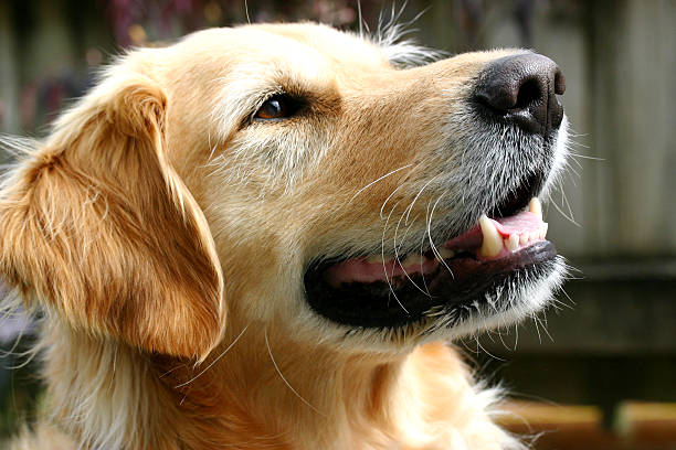 istock Dog, golden retriever 139690648