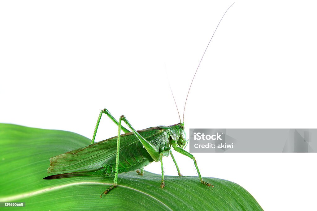 Heuschrecke auf ein Blatt - Lizenzfrei Bauch Stock-Foto