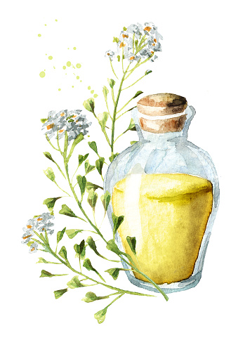 Medicinal plant Shepherd's bag or Capsella bursa pastoris tincture or essential oil bottle. Hand  drawn watercolor  illustration isolated on white background