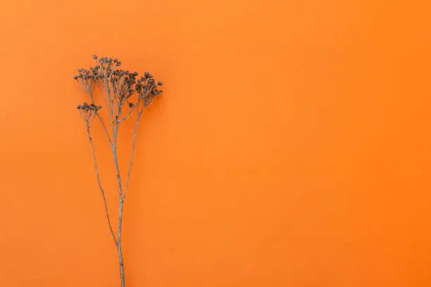 Dry plant on textured orange paper. Copy space for text