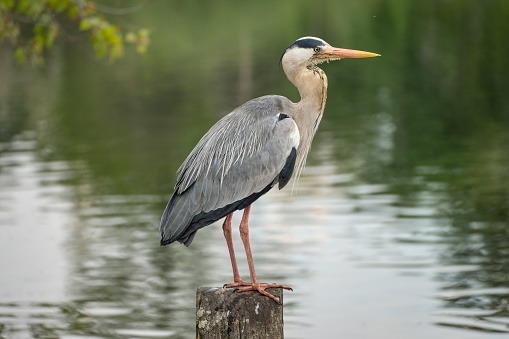 Grey Heron sitting on the stump and watching over the pond. Uk England.