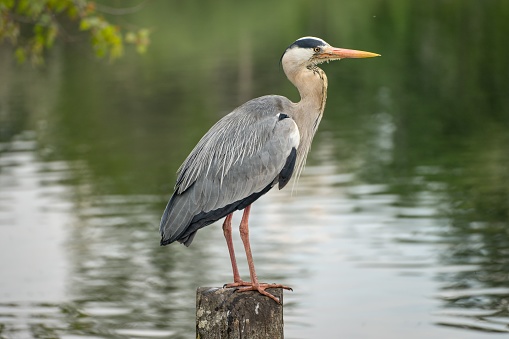 Grey heron perching on a dead tree limb