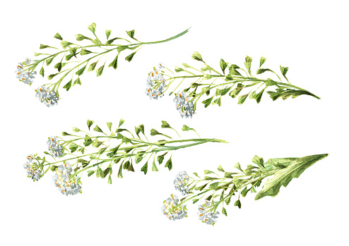 Field flowers, medicinal plant, Blooming shepherd's bag or Capsella bursa pastoris set. Hand  drawn watercolor  illustration isolated on white background