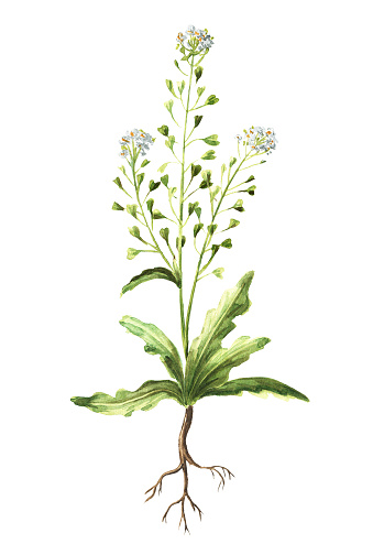 Medicinal plant, Blooming shepherd's bag or Capsella bursa pastoris stem with root. Hand  drawn watercolor  illustration isolated on white background
