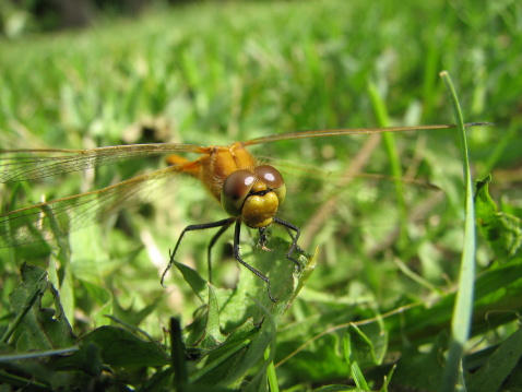 A dragonfly sitting on the grass.
