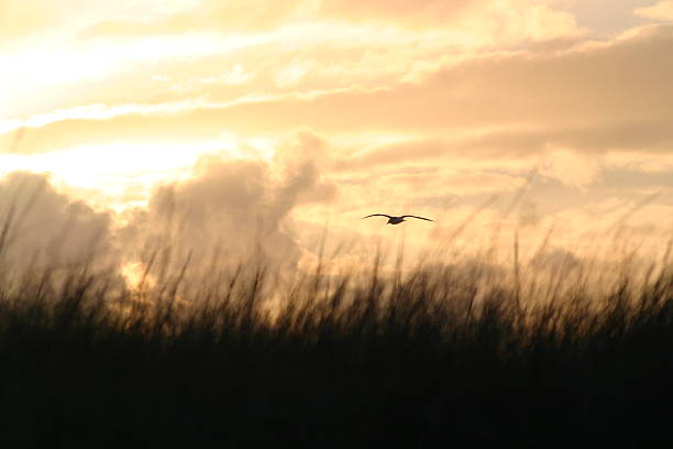 bird in flight stock photo