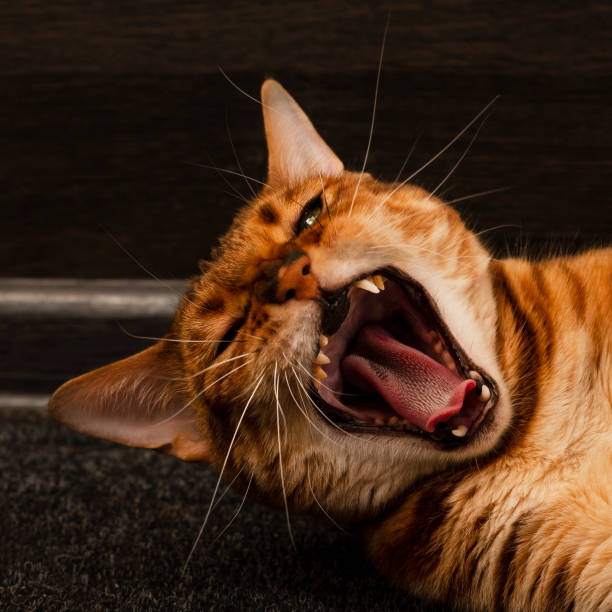 istock Domestic cat yawns 1396907374