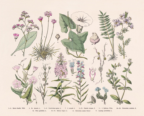 Flowering plants (Angiospermae): 1-3) Sea-lavender (Limonium, or Statice gmelini); 4) Sea pink (Armeria maritima, or Statice armeria); 5-6) Bugle vine (Calystegia sepium, or Convolvulus sepium); 7) Field bindweed (Convolvulus arvensis, or Calystegia arvensis); 8-10) European dodder (Cuscuta europaea); 11) Flax dodder (Cuscuta epilinum); 12-13) Greek valerian (Polemonium caeruleum); 14) Fall phlox (Phlox paniculata); 15-17) Blueweed (Echium vulgare); 18) King-of-the-Alps (Eritrichium nanum); 19) German madwort (Asperugo procumbens). Hand-colored wood engraving, published in 1887.