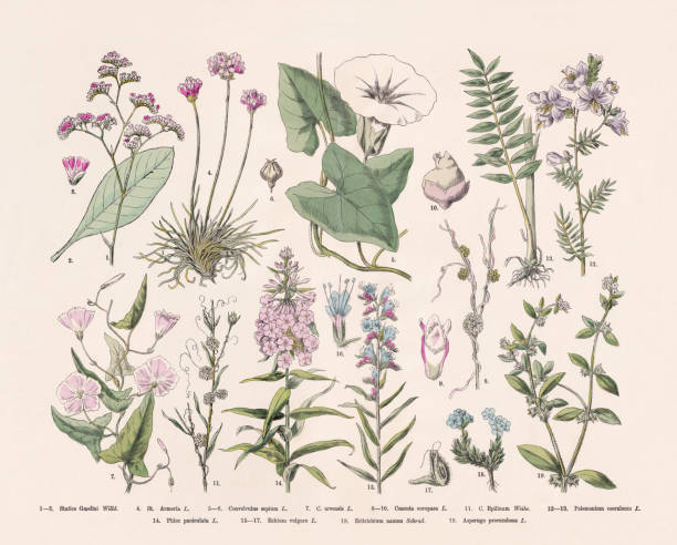 Flowering plants (Angiospermae), hand-colored wood engraving, published in 1887 Flowering plants (Angiospermae): 1-3) Sea-lavender (Limonium, or Statice gmelini); 4) Sea pink (Armeria maritima, or Statice armeria); 5-6) Bugle vine (Calystegia sepium, or Convolvulus sepium); 7) Field bindweed (Convolvulus arvensis, or Calystegia arvensis); 8-10) European dodder (Cuscuta europaea); 11) Flax dodder (Cuscuta epilinum); 12-13) Greek valerian (Polemonium caeruleum); 14) Fall phlox (Phlox paniculata); 15-17) Blueweed (Echium vulgare); 18) King-of-the-Alps (Eritrichium nanum); 19) German madwort (Asperugo procumbens). Hand-colored wood engraving, published in 1887. sea thrift illustrations stock illustrations