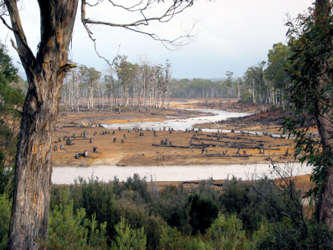 Driveby view of devasted forest/river area in Tasmania, Australia. Possibly logging practices, drought, flood or aftermath of fire. Future view of environment after global warming or other ecological disaster.