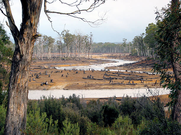 eco-vandalism, flood or drought in Tasmanian forests Driveby view of devasted forest/river area in Tasmania, Australia. Possibly logging practices, drought, flood or aftermath of fire. Future view of environment after global warming or other ecological disaster. tasmanian stock pictures, royalty-free photos & images