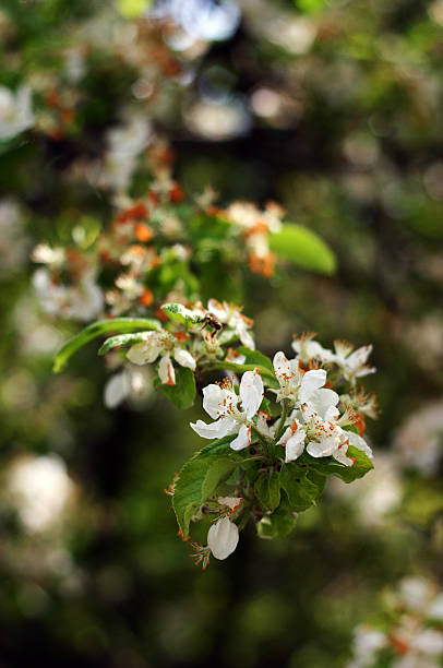 Blossom stock photo