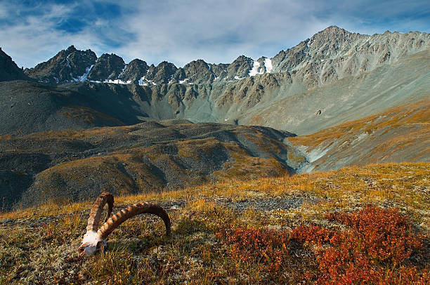istock Horns of the dead ram-03 139690798
