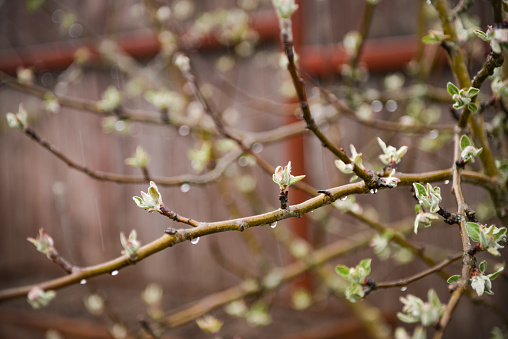 apple tree in the rain in the garden