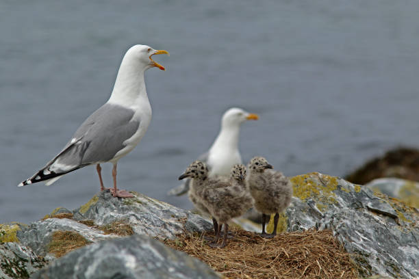 istock European herring gull, Larus argentatus 1396908648