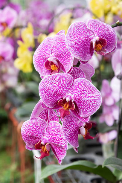 istock Purple moth orchid phalaenopsis blooming blossom background 1396908792