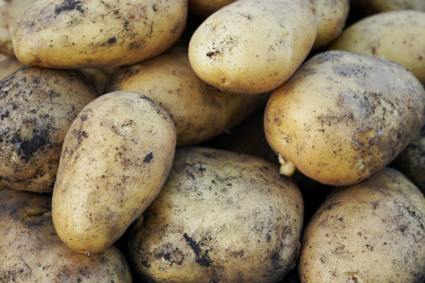 istock Yellow dirty potato close up 1396908804