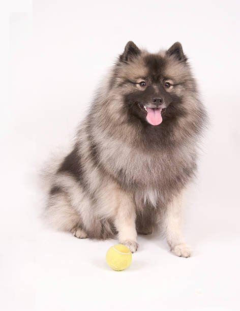 istock Keeshond posing with tennis ball 139690926
