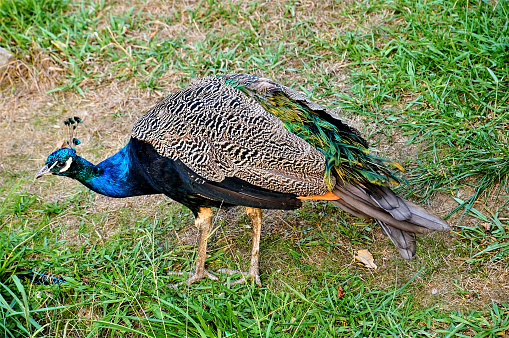 peacock walking on a summer day