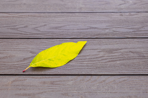 fallen autumn leaf of a tree on a brown wooden surface. yellow on brown