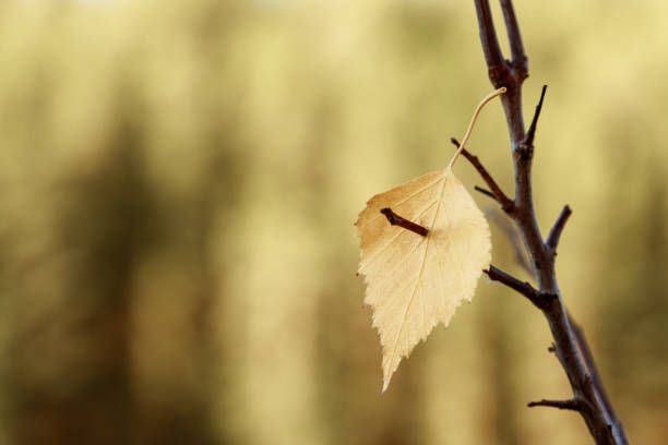 a yellow leaf hangs on a branch, the leaf is pierced through. pierced autumn leaf