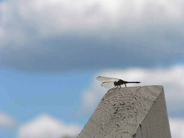 Dragonfly 2 stock photo