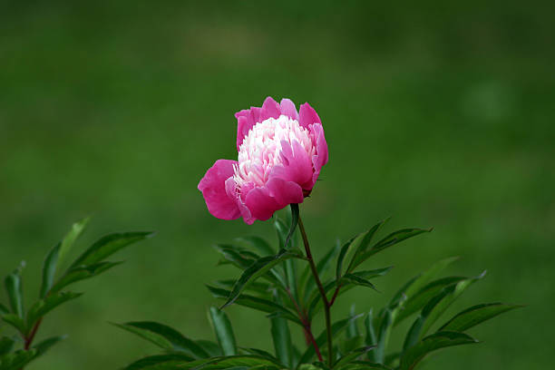 Red peon FLOWERS peone stock pictures, royalty-free photos & images