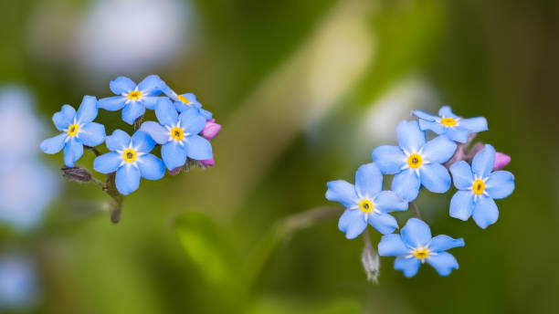 Close-up of wood forget-me-not blooms on green blur nature background. Myosotis sylvatica Beautiful delicate light blue flowering wildflower with yellow center and fragile pink buds. Selective focus myosotis sylvatica stock pictures, royalty-free photos & images