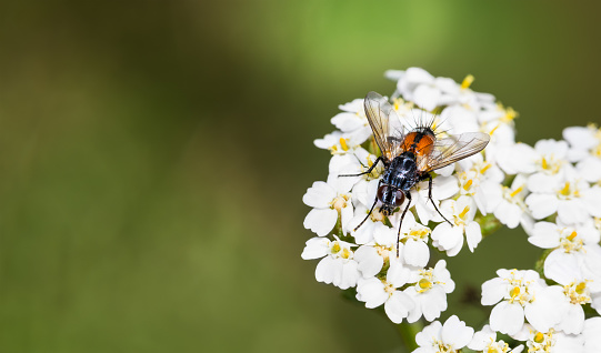 Insect pollinator with orange patches on bristly abdomen and black hairy legs on wildflower