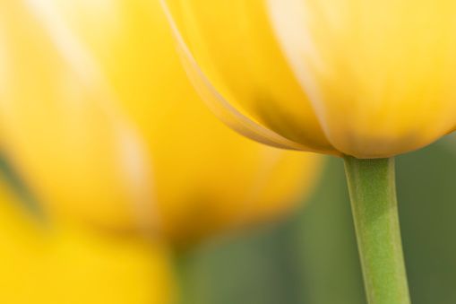 Close-up of base of yellow tulip in garden