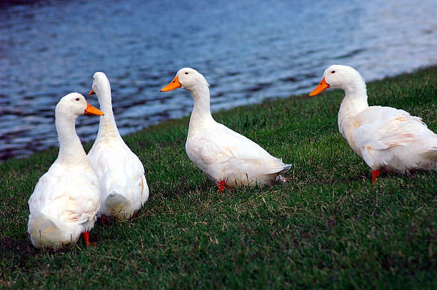 istock Cygnets - Baby Swans 139691108