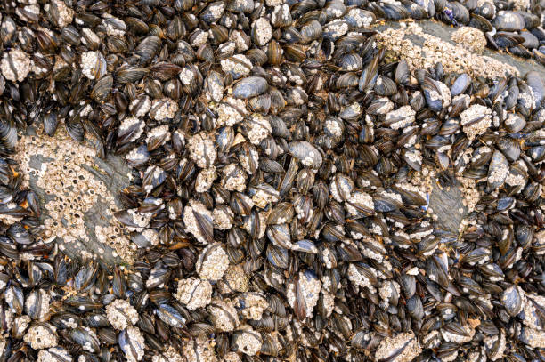 istock Bivalve molluscs attached to rocks on Saunton Sands beach, Devon 1396911084
