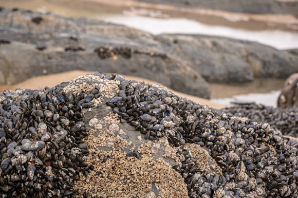 istock Bivalve molluscs attached to rocks on Saunton Sands beach, Devon 1396911095