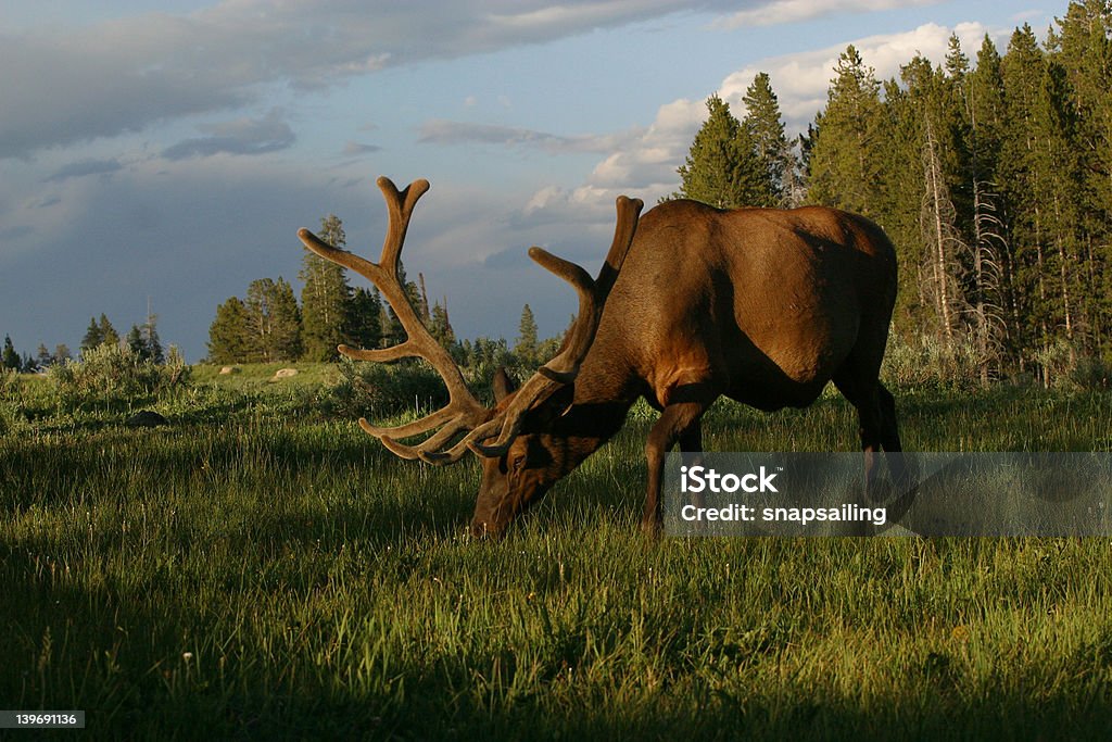 Alces pastando no pôr-do-sol - Foto de stock de Animal royalty-free