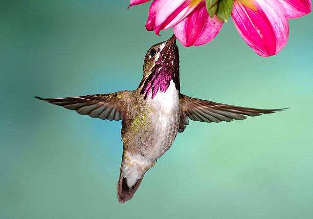 istock Male Calliope Hummingbird 139691171
